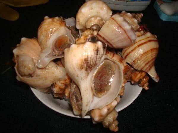吃海螺时,把壳砸开取肉,吃得最多的是海螺的头,其它部位也可食用,但要