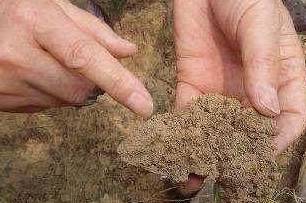 盆栽土壤板结的最佳方法 4b91bd5144cf4ebabbb82f7e96a2f4ac.jpeg