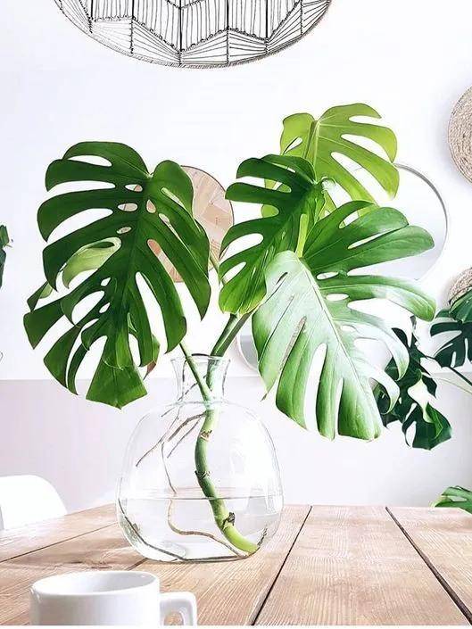 龟背竹水培怎么养得又高又大 63d22d5a6bc74402939287b743625ce5.jpeg