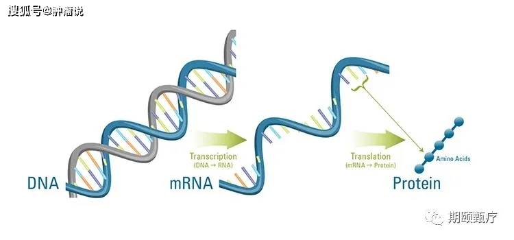 辉瑞mrna新冠疫苗的研发初衷竟然是癌症疫苗