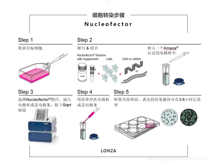 Lonza细胞核转染试剂盒使用说明及常见问题 电极