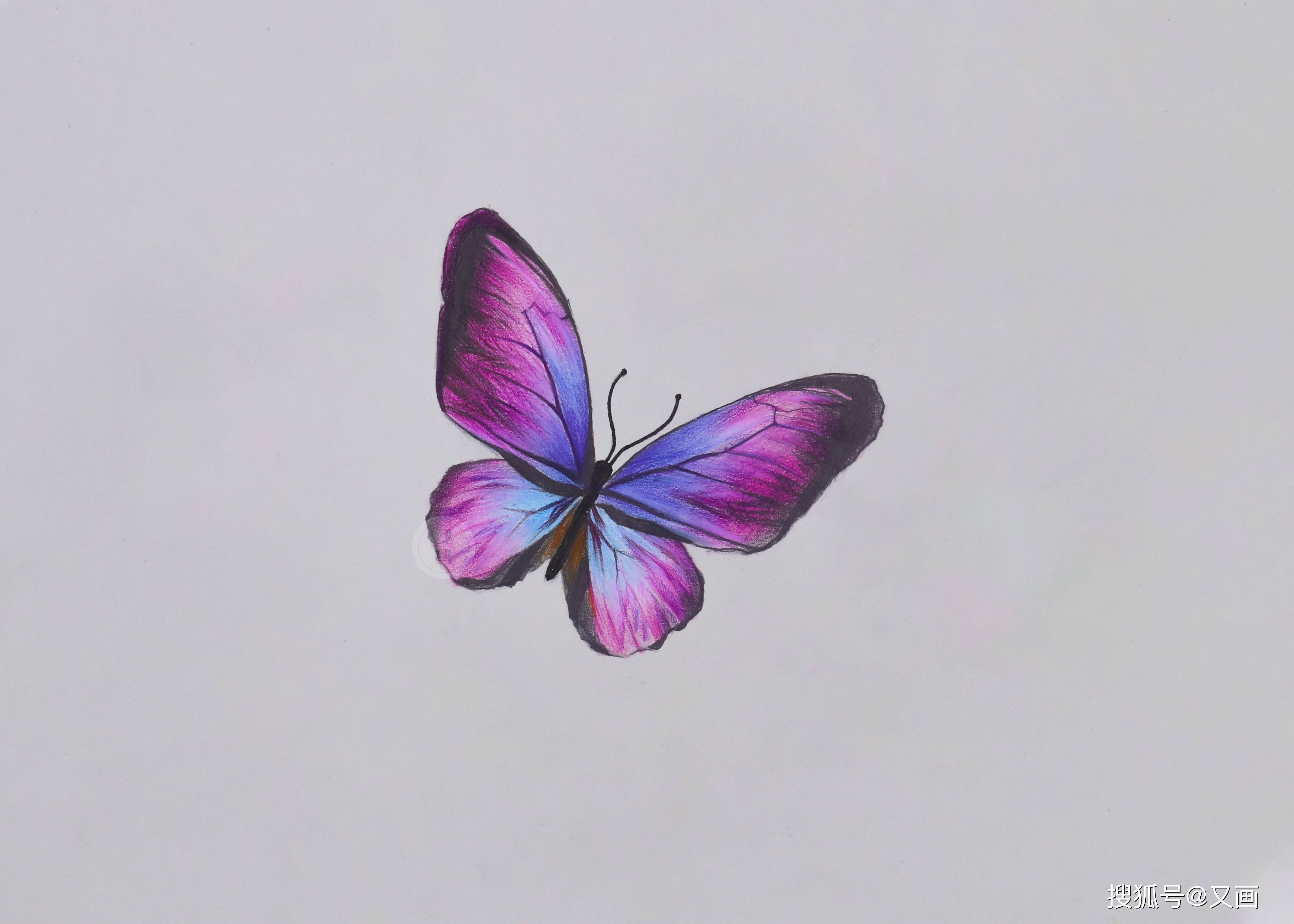彩铅 写实蝴蝶绘画步骤分享_手机搜狐网