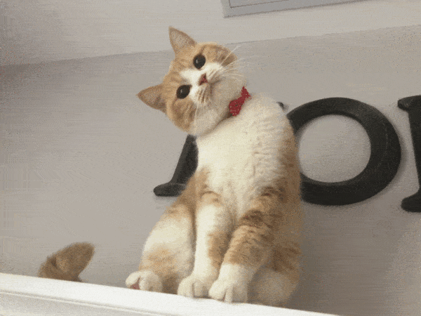 养猫后,你会发现这20个神奇的现象～_猫咪