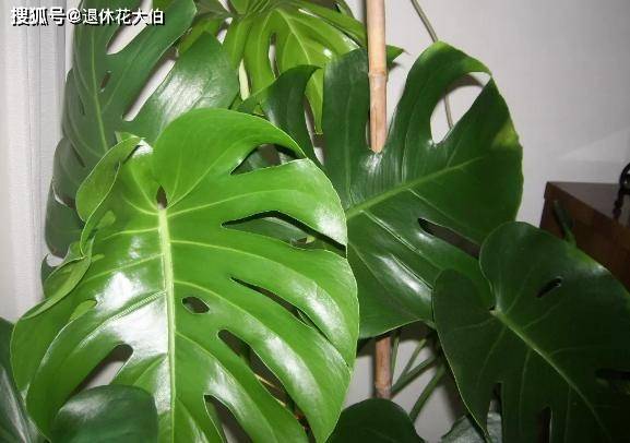 龟背竹怎么施肥图片 9880f3f0b82b4eba9f45255de54f340b.jpeg