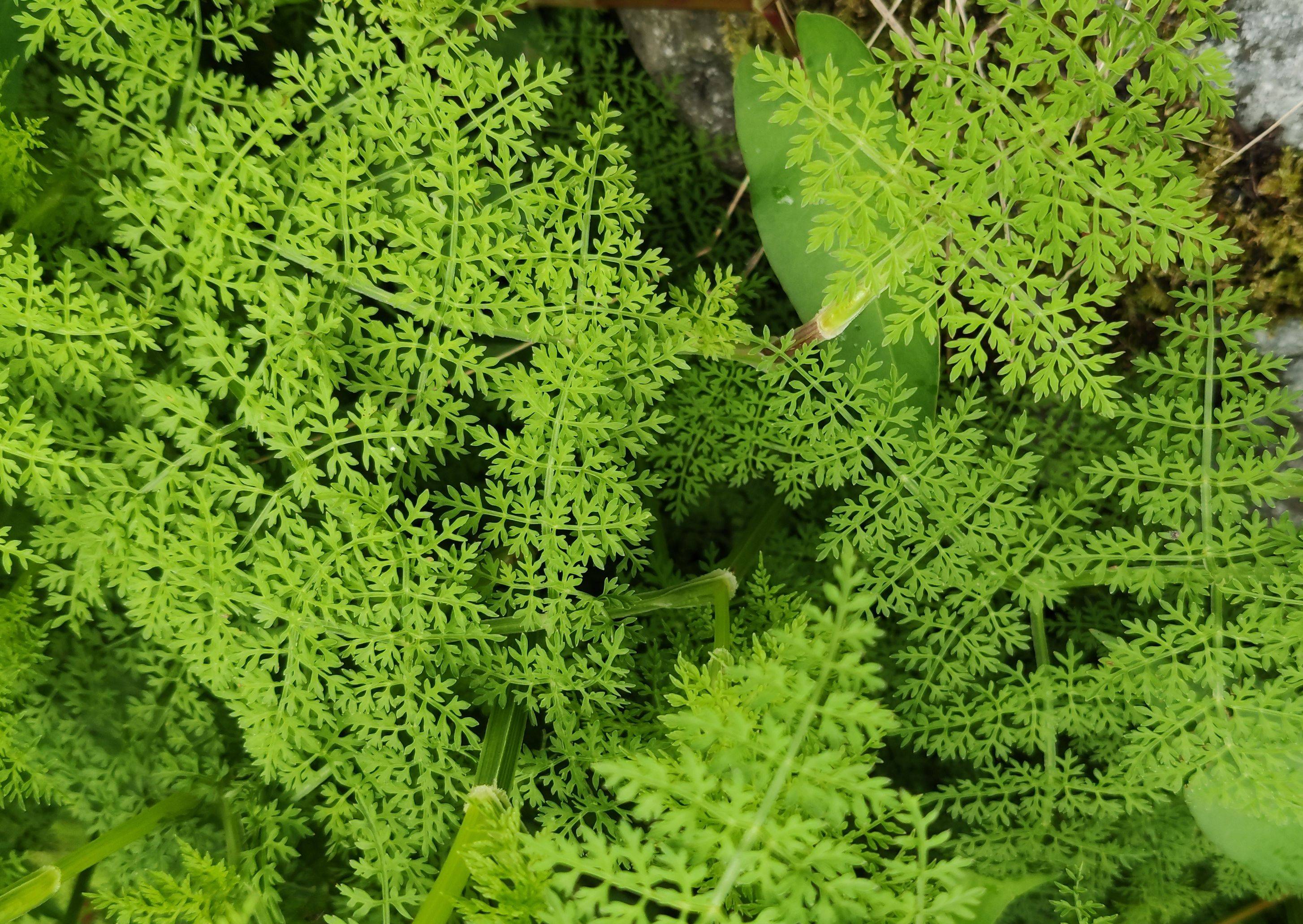 庆元植物1379-伞形科-水芹属-线叶水芹(西南水芹)