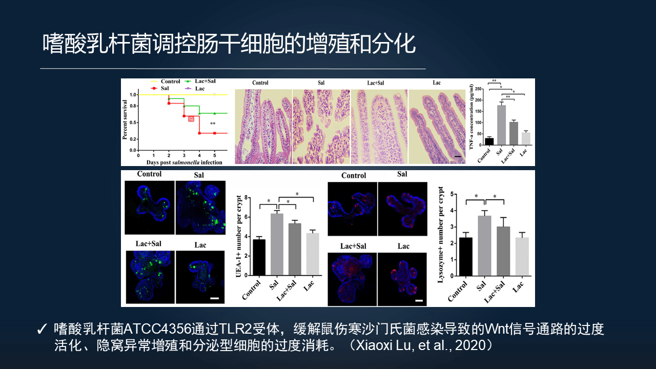 庾庆华22分钟详解菌群如何调控肠道干细胞