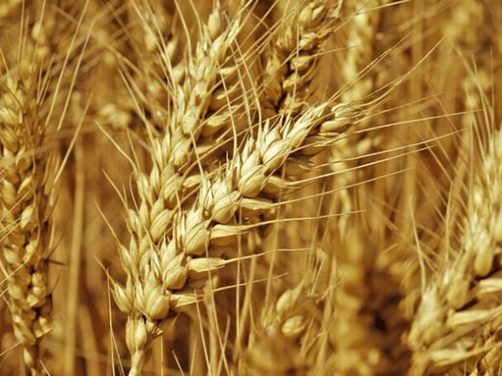 高碳水化合物的全麦面包 9c5708b3b9504b56be427eebbf8eb418.png