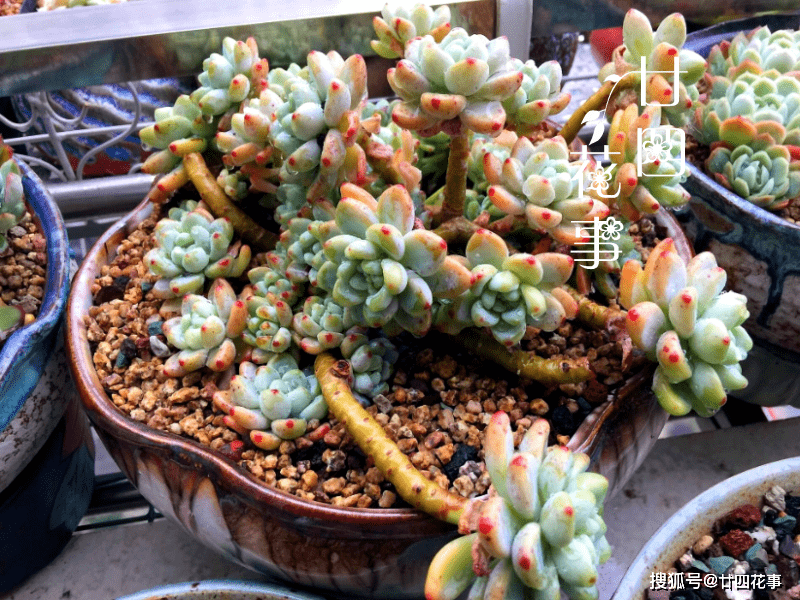 多肉怎么爆崽快 f58b42c82a9241fc863313cfbf8ae7db.png