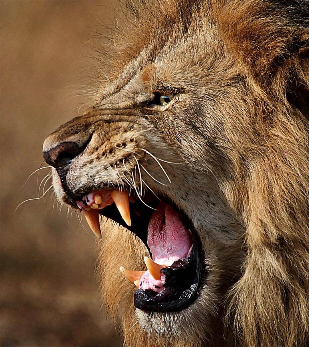 《愤怒的狮子》
