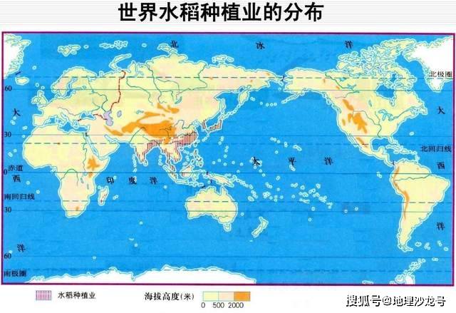 耐盐碱的"海水稻"在我国种植大有可为,可解决一亿人的