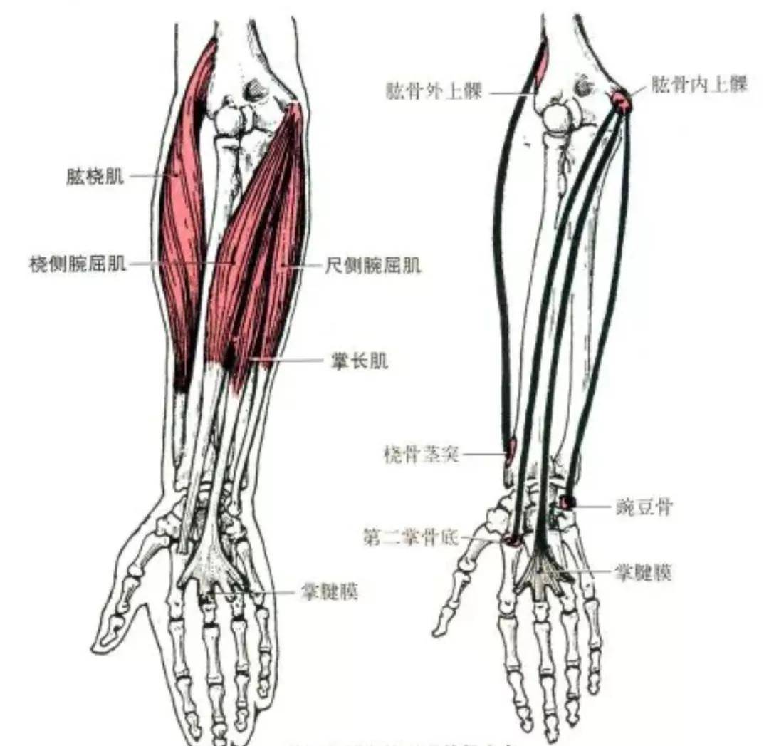 上肢肌肉解剖及功能讲解