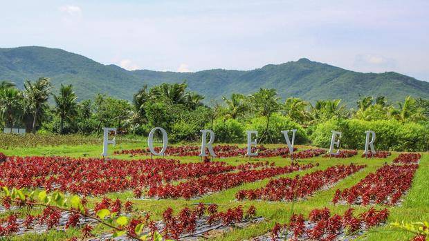 亚洲最大玫瑰谷，26万人众筹340万为建三亚最大的爱情地标