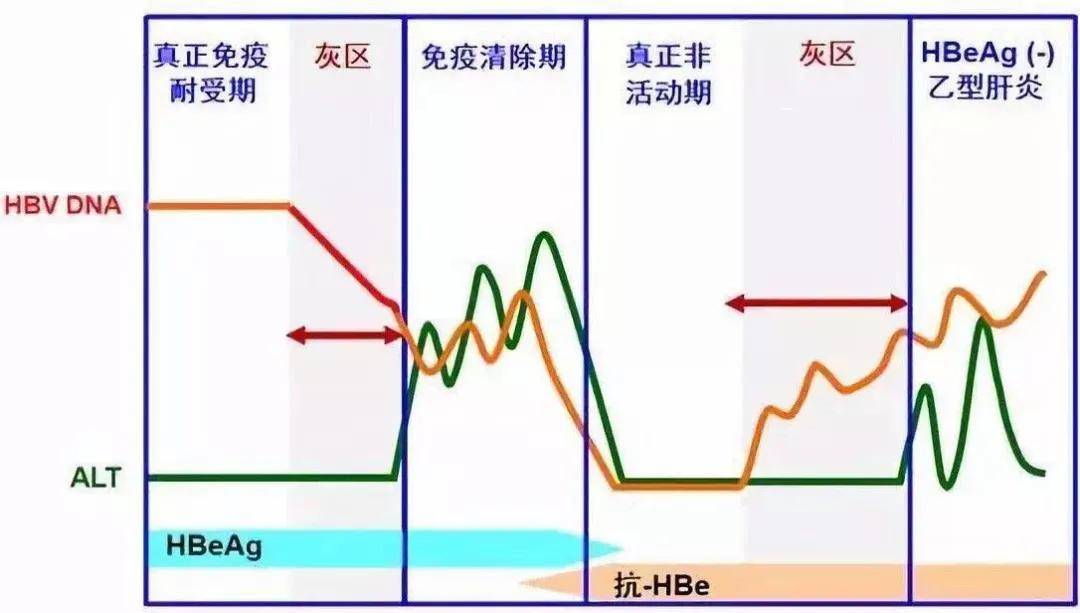 乙肝全球人口_中国乙肝人口