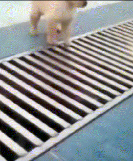 搞笑gif:好大的一瓶豆浆啊,姑娘你能喝完吗?