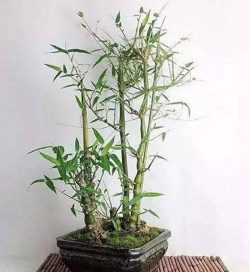 佛肚竹又叫佛竹,罗汉竹,大肚竹,是是乔本科簕竹属丛生型竹类植物.