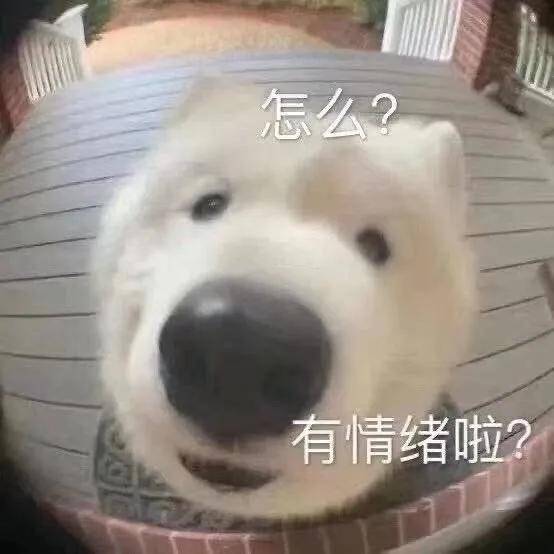 幽默搞笑表情包:宝贝,出来玩呢