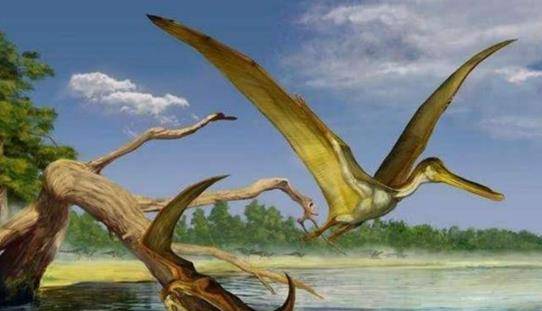 与恐龙同期的翼龙,为何没有躲过生物大灭绝?飞行也救不了它?