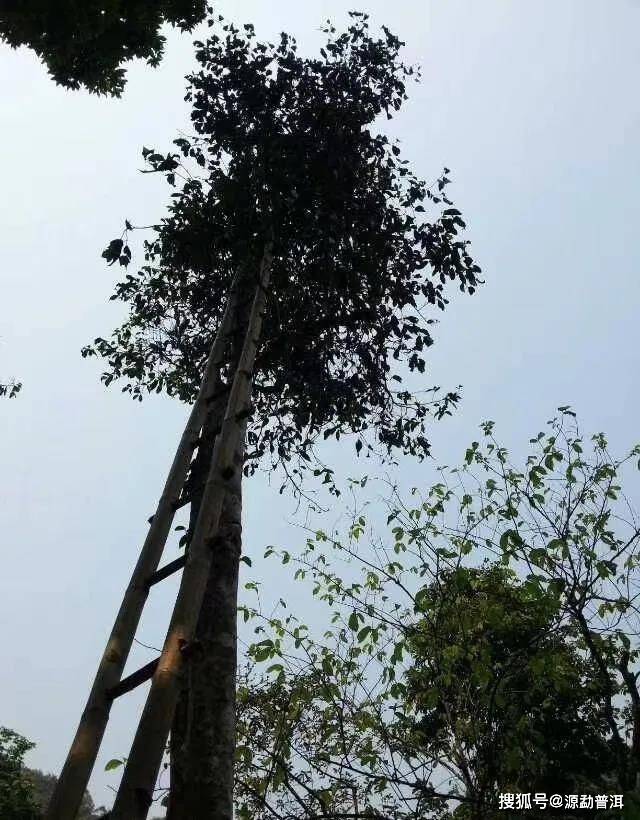 源勐"普洱茶中长颈鹿"的高杆古树茶,究竟有什么样的魅力?