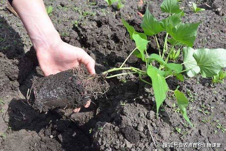 诱发虫害,损害地瓜的根茎块,导致地瓜的植株萎蔫,叶片发黄,影响地瓜