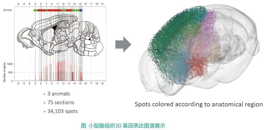 10x genomics内部做的小鼠脑组织的分子图谱,共做了3只动物,75个区域