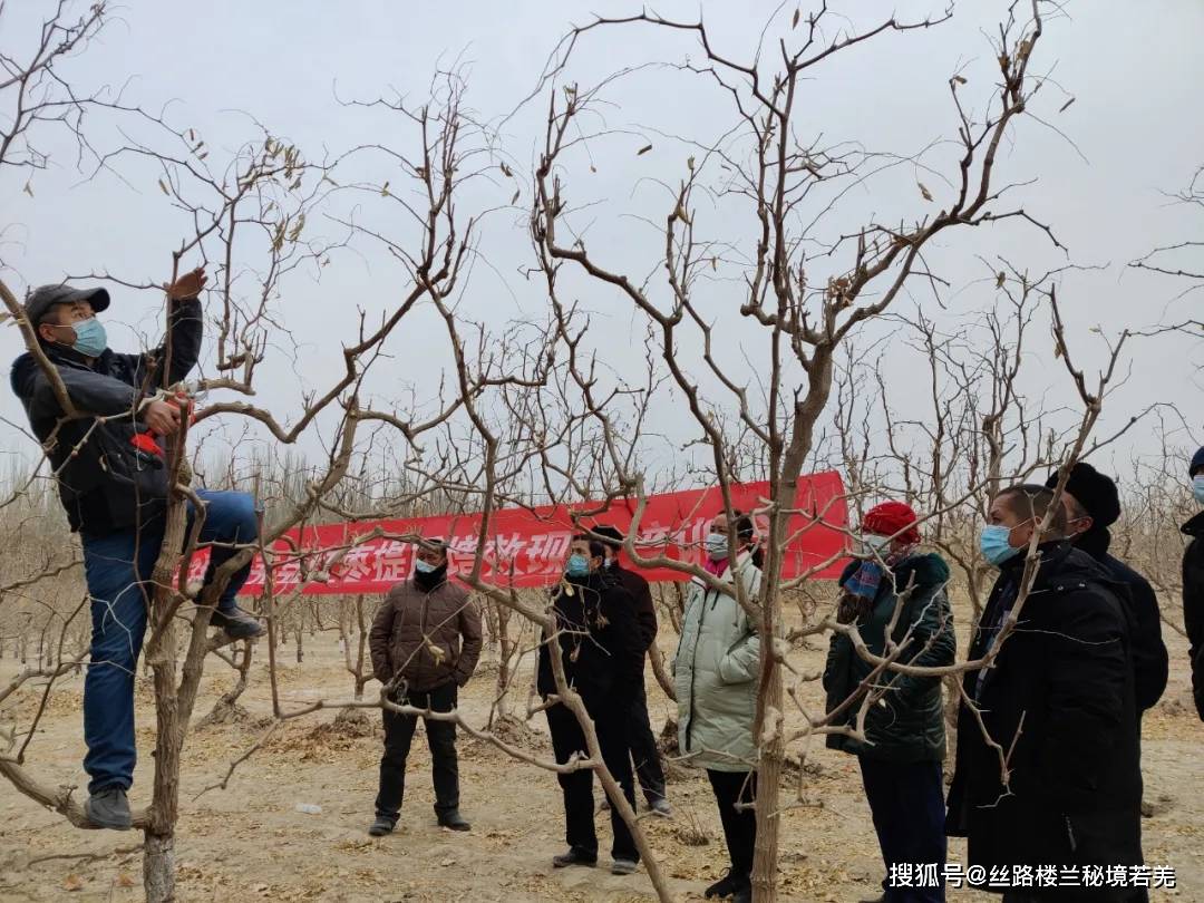 "胡主任,冬季修剪枣树会不会影响开春枣树发芽?"村民代表踊跃提问.