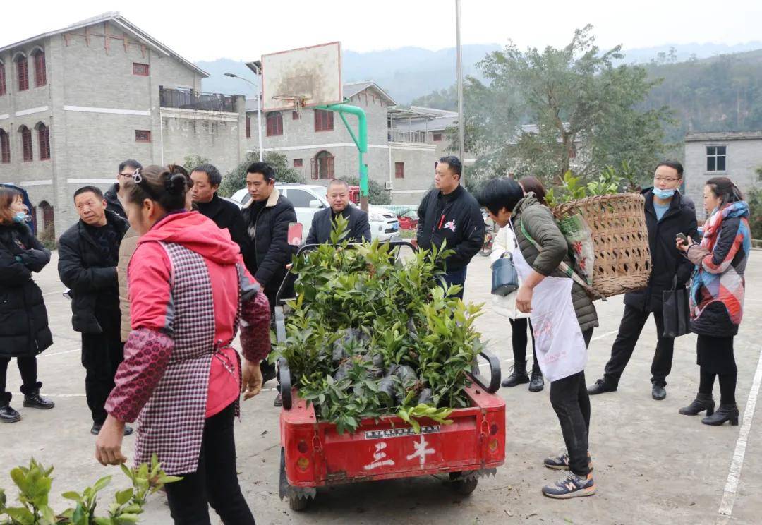 助残增收致富,腾达镇春风村许多残疾群众都领到了柑橘