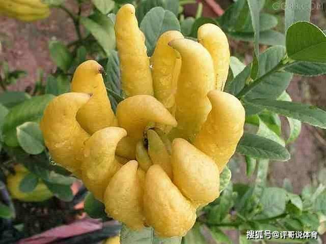 南方人全吃过的四种特色水果,北方人却不一定知道叫啥,你认识吗