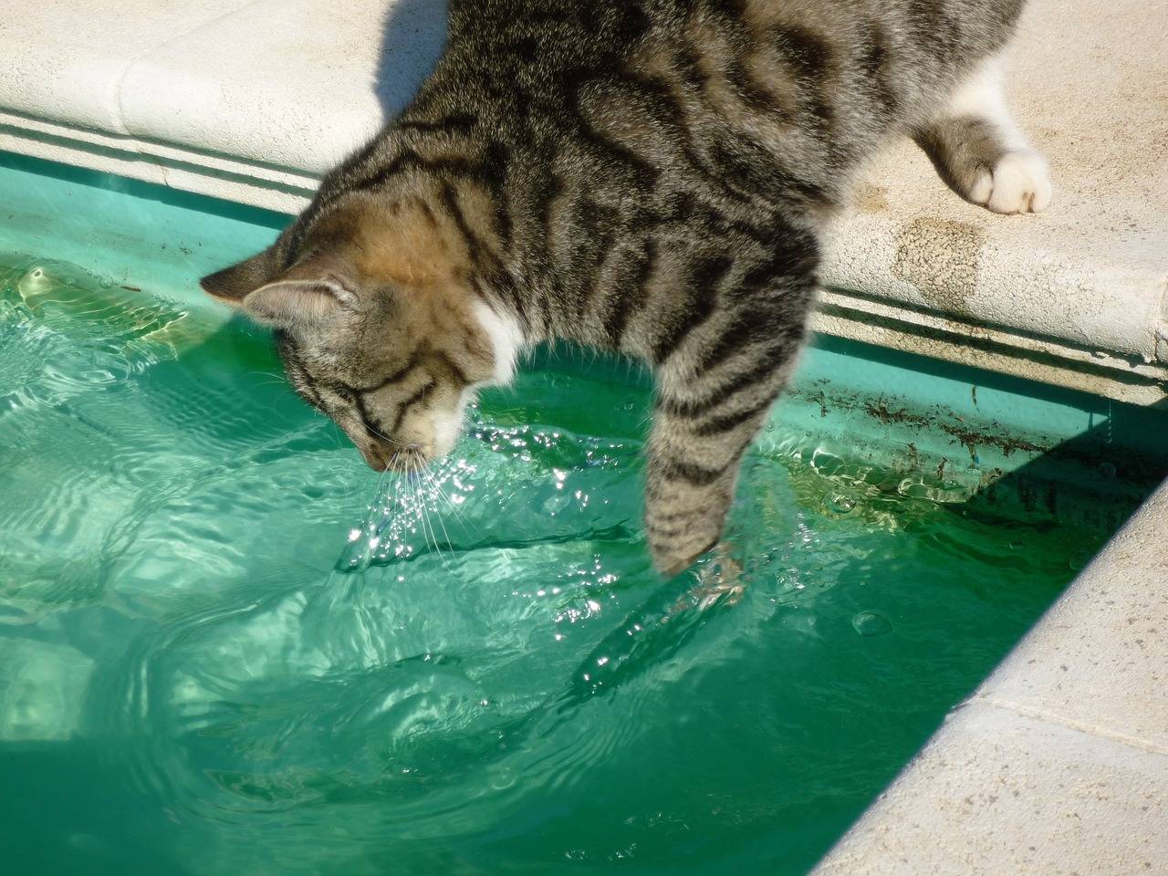 猫咪明明怕水,为何喜欢把爪子伸进水碗?