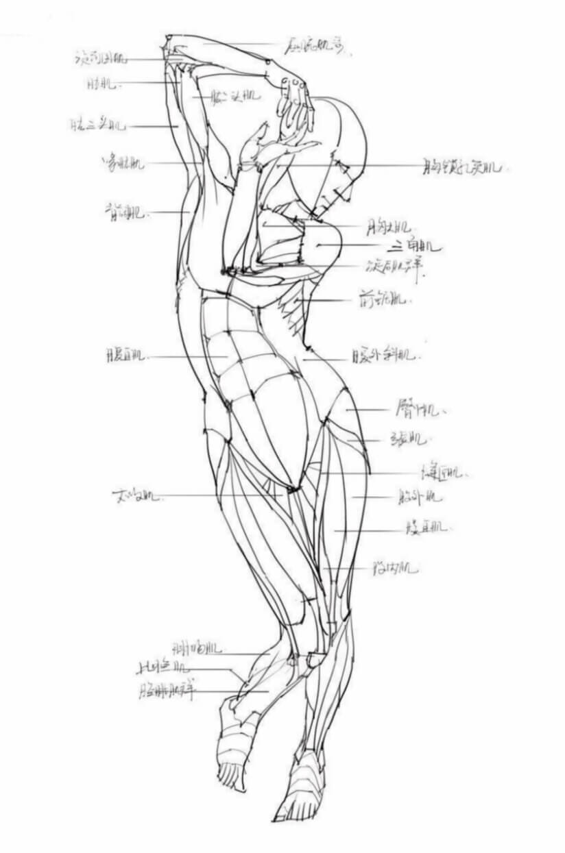 ①,不管你是为了考试也好,创作也好,人体的肌肉是一定要去研究的,它
