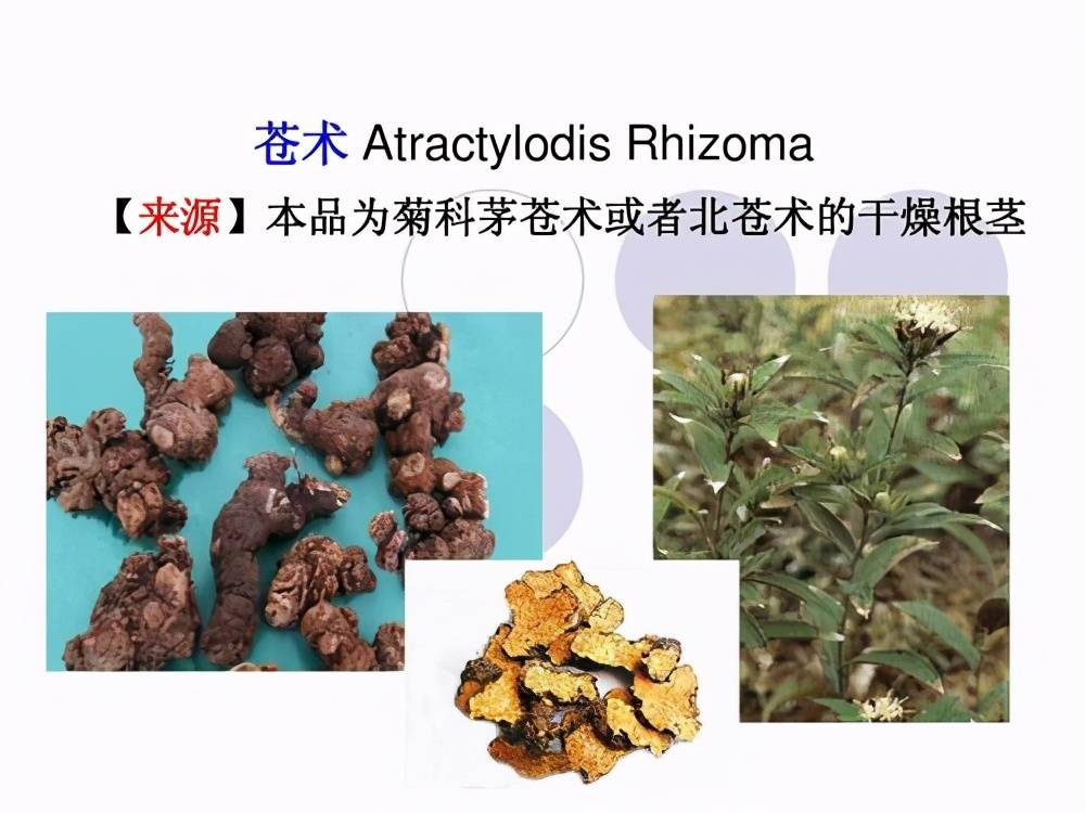 白术与苍术都能燥湿健脾,功效应用如何区别?