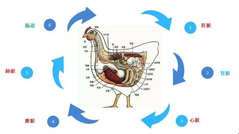 保好两片肝蛋鸡高产700天如何减少蛋鸡肝脏损伤