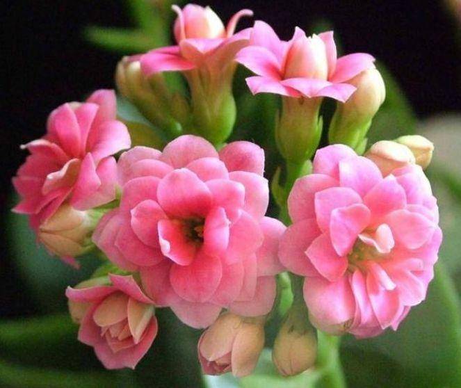 原创家里养上4种花,花开富贵吉祥,好运连连,财福旺!