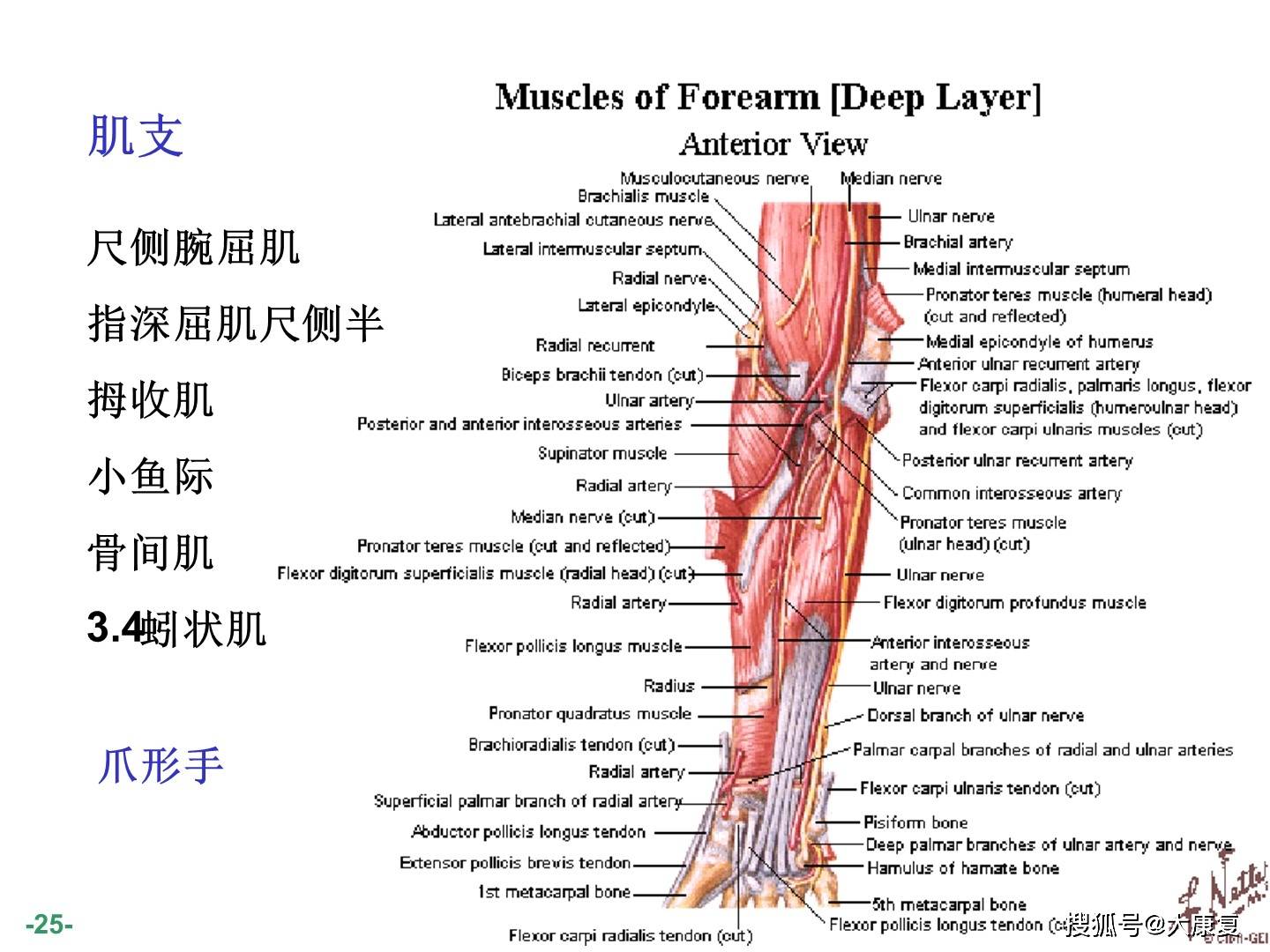 臂丛神经解剖图谱