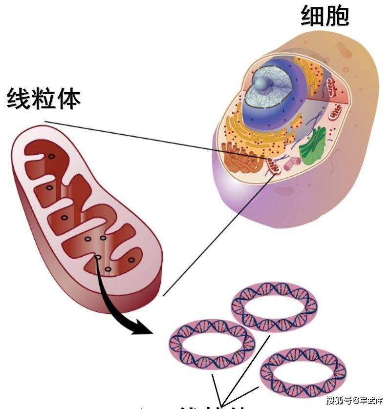 延缓衰老,阻止线粒体的质子泄漏,可使心脏细胞年轻化