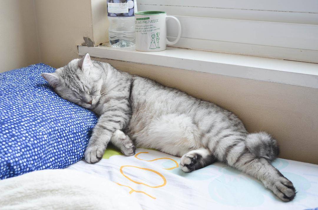 "前半夜我睡枕头,后半夜猫睡枕头":猫咪为啥喜欢上床睡觉?