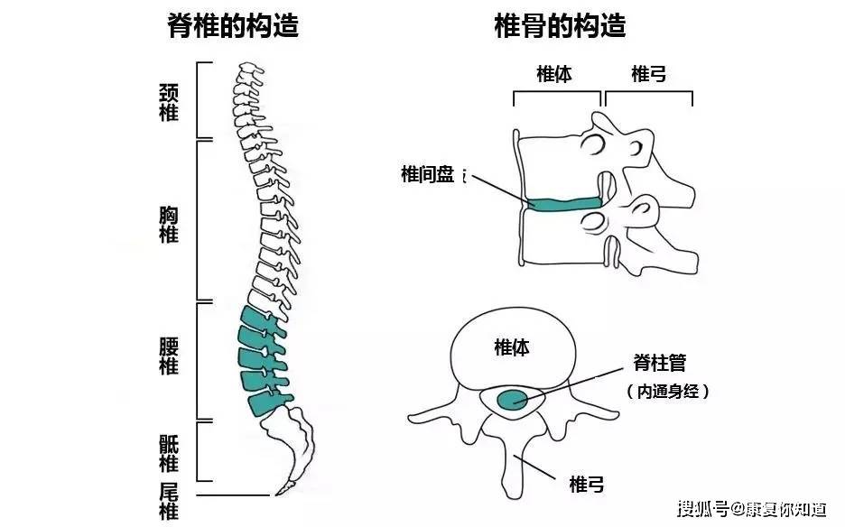 频率高,负重较大,它的活动范围比脊柱中段的胸椎和下段的腰椎大得多