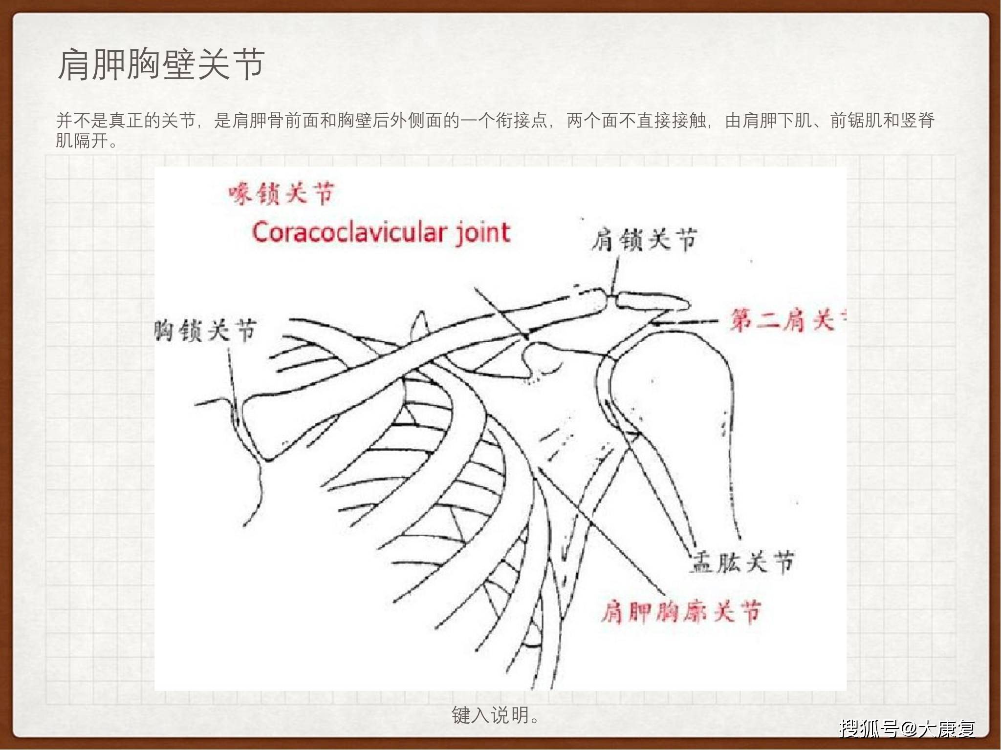 肩关节解剖