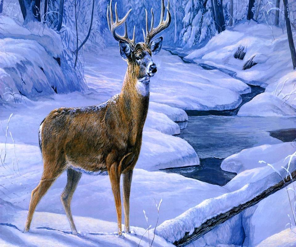 驯鹿是一种生存在北极苔原,北欧,西伯利亚山区和北美的一种耐寒的鹿类