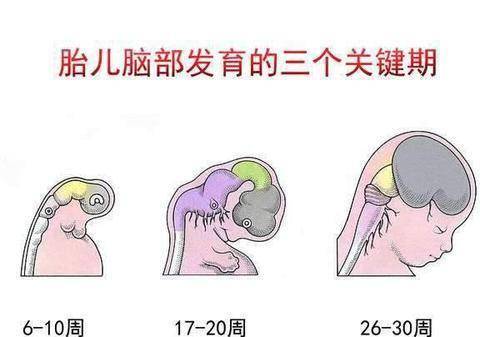 原创孕晚期是胎儿大脑发育高峰期孕妈妈采用4种方式可为胎儿补脑