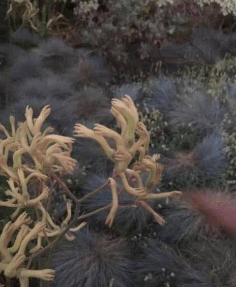 一条可怕的蛇全身上下都被蜱虫覆盖满了.