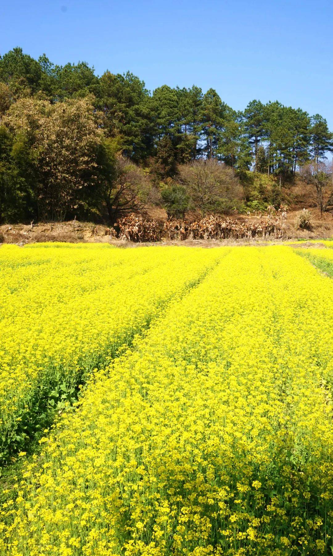 在村子门口有个停车场可供游客停车进村欣赏油菜花哦~)度过美好的一天