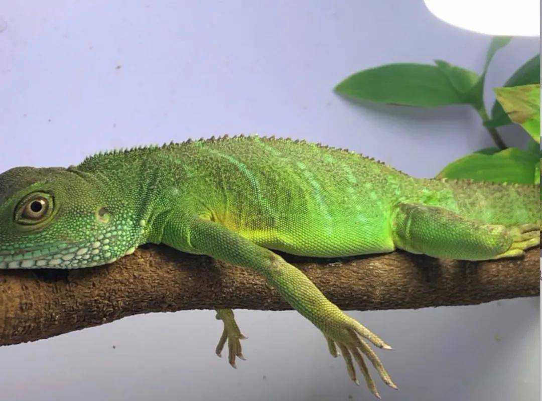 中国绿水龙蜥蜴应该如何饲养?