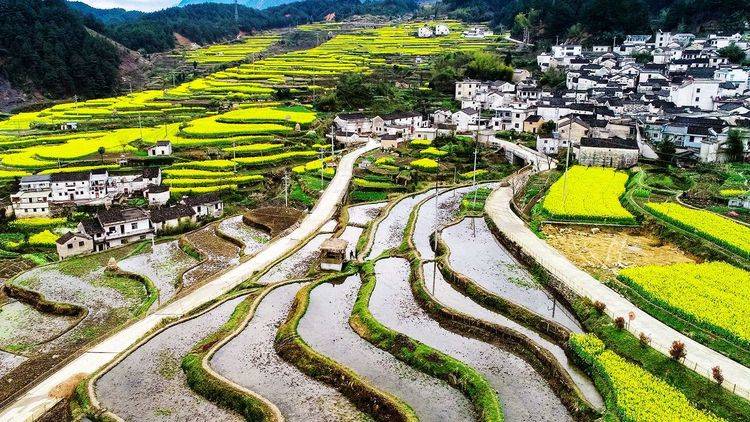 徽州高山岭梯田,蜈蚣岭梯田,源上梯田,上丰花果山梨园油菜花千年古