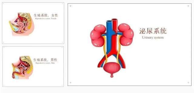 4. 生殖/泌尿系统
