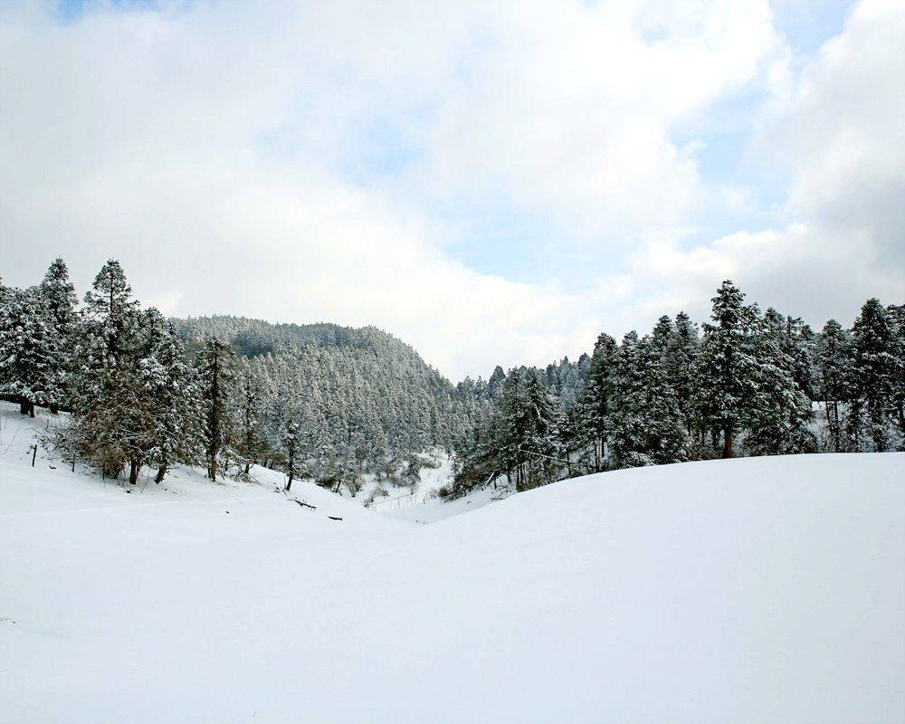 重庆武隆区仙女山雪景——北国风光