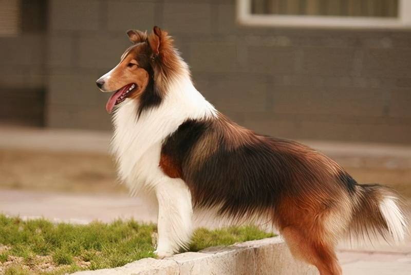 拉布拉多是最受欢迎的品种犬之一,性格温顺友善,沉稳聪明,服从性高