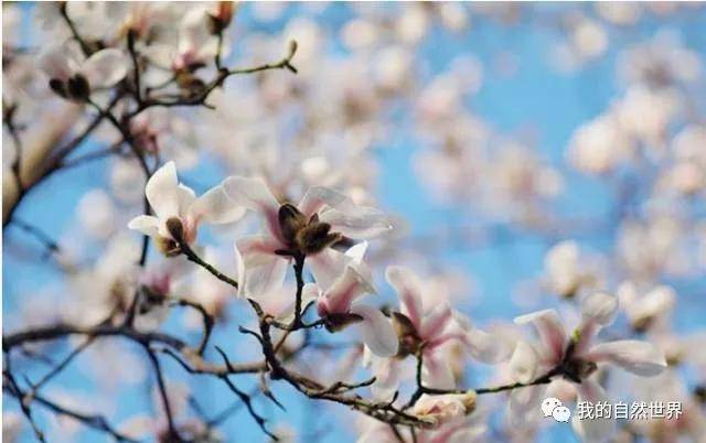 花信风立春时节春暖花开