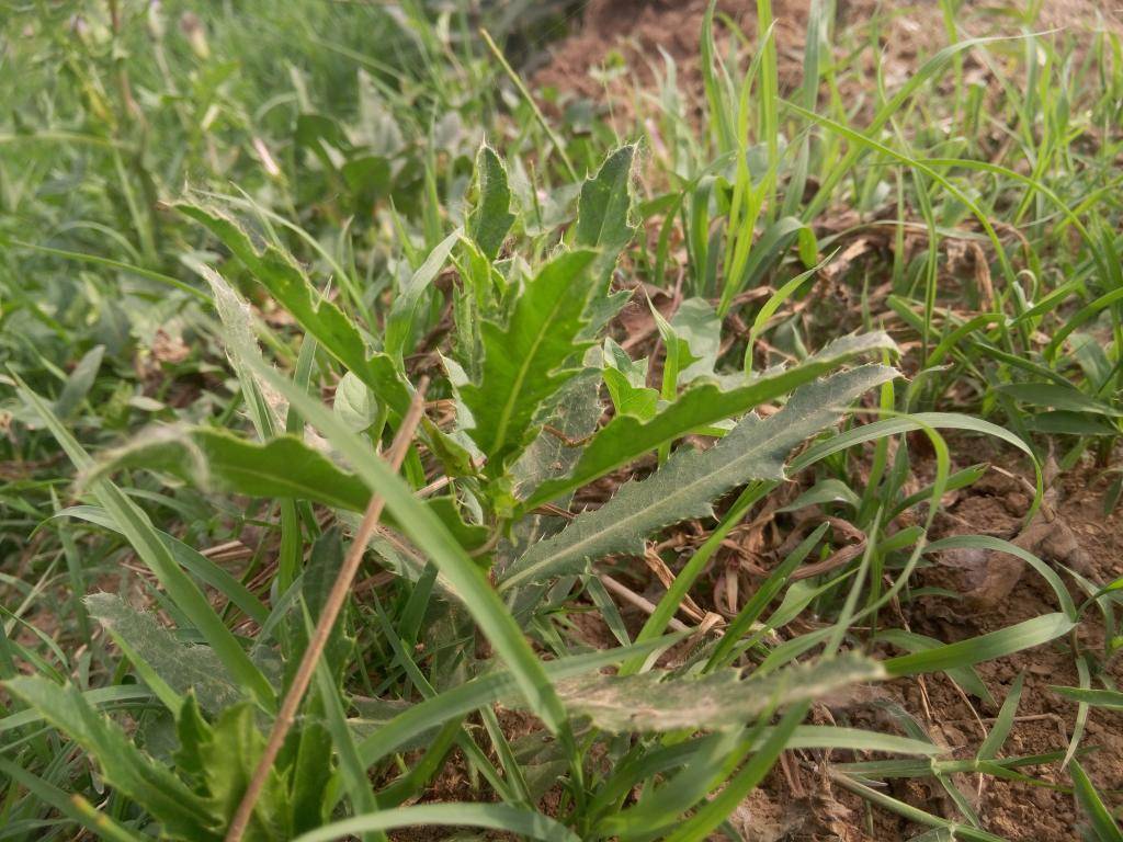 小蓟草的科普