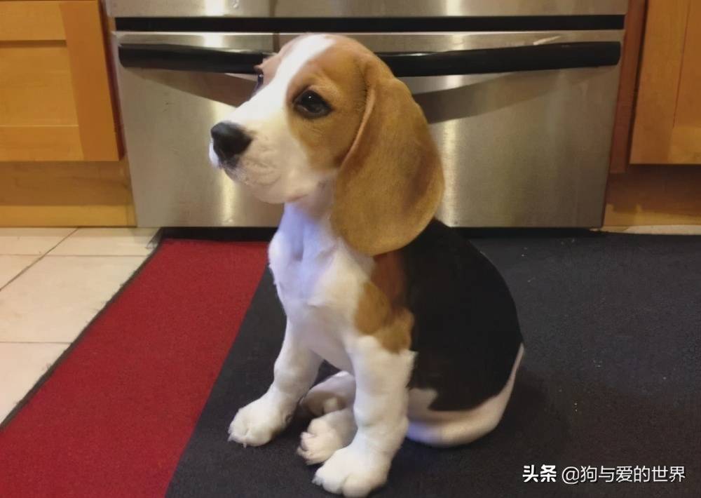 我们先来看一下比格犬小时候的样子…… 这小包子脸