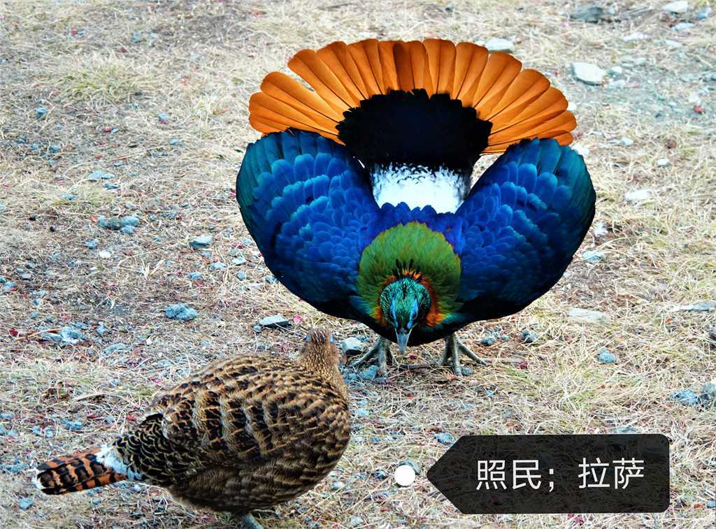 鸟类图库->棕尾虹雉_黑褐色